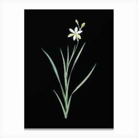 Vintage Ixia Anemonae Flora Botanical Illustration on Solid Black n.0342 Canvas Print