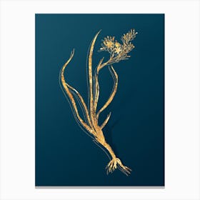 Vintage Phalangium Bicolor Botanical in Gold on Teal Blue Canvas Print