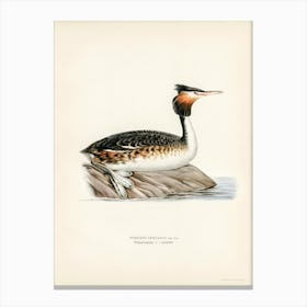 Podiceps Cristatus, The Von Wright Brothers 1 Canvas Print