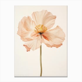 Pressed Flower Botanical Art Poppy 2 Canvas Print