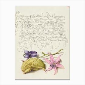 Sweet Violet, Gourd, And Dog Tooth Violet From Mira Calligraphiae Monumenta, Joris Hoefnagel Canvas Print