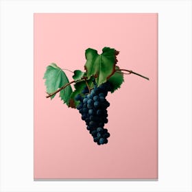 Vintage Grape Vine Botanical on Soft Pink n.0031 Canvas Print