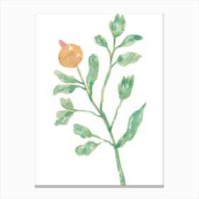 Pomegranate Canvas Print