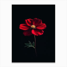 Red Cosmos Flower Canvas Print