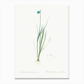 Narrow Leaf Blue Eyed Grass Illustration From Les Liliacées (1805), Pierre Joseph Redoute Canvas Print