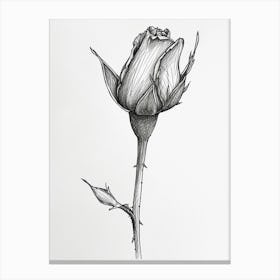 English Rose Blooming Line Drawing 1 Canvas Print