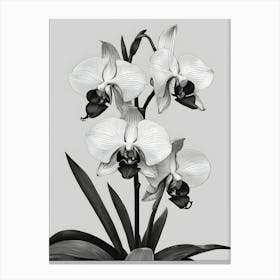 Catasetum Orchids Ink 2 Canvas Print