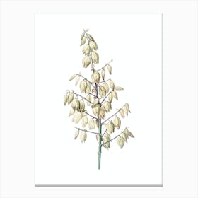 Vintage Adam's Needle Botanical Illustration on Pure White n.0022 Canvas Print