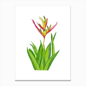 Vibrant pink and green Heliconia Tropical Flower and leaves in Watercolor 1 Canvas Print