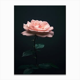 Pink Rose On Black Background 38 Canvas Print