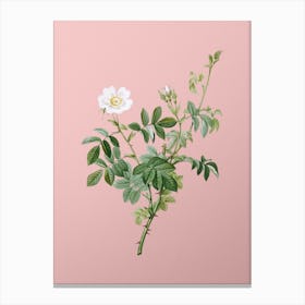 Vintage White Downy Rose Botanical on Soft Pink n.0952 Canvas Print