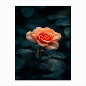 Rose In The Dark 31 Canvas Print