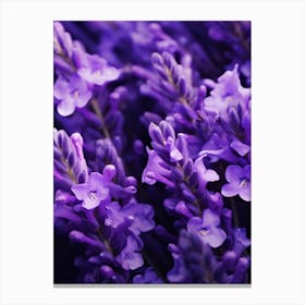 Lavender Flowers 1 Canvas Print