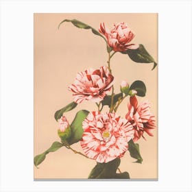 Beautiful Photomechanical Prints Of Striped Camellias, Kazumasa Ogawa Canvas Print