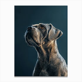 Cane Corso Close Up Generated with AI Canvas Print