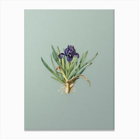 Vintage Pygmy Iris Botanical Art on Mint Green n.0381 Canvas Print