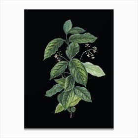 Vintage Broadleaf Spindle Botanical Illustration on Solid Black n.0527 Canvas Print