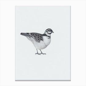 Partridge B&W Pencil Drawing 2 Bird Canvas Print