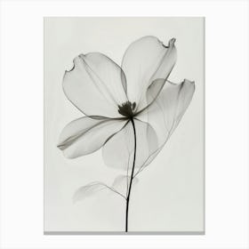 Dogwood Canvas Print