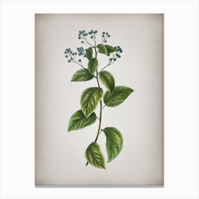 Vintage New Jersey Tea Botanical on Parchment n.0557 Canvas Print
