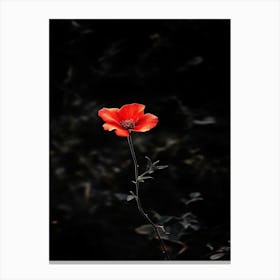 Single Red Poppy Canvas Print