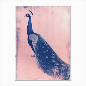 Pink & Blue Peacock Cyanotype Style 5 Canvas Print