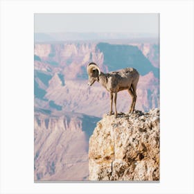 Grand Canyon Sheep Canvas Print