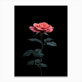 Single Rose On Black Background 59 Canvas Print