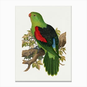 Parrot On A Branch 8 Canvas Print