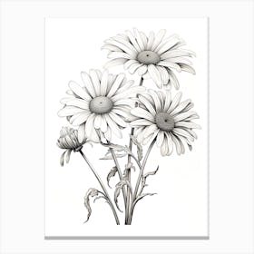 Daisies Flower Vintage Botanical 1 Canvas Print