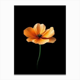 Orange Flower On Black Background 3 Canvas Print