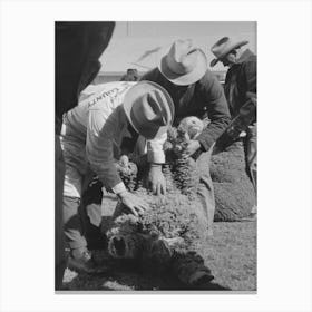 Judging Sheep At The San Angelo Fat Stock Show, San Angelo, Texas By Russell Lee Canvas Print
