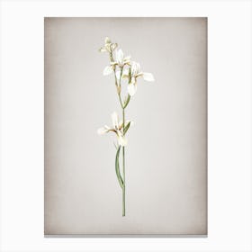 Vintage Siberian Iris Botanical on Parchment n.0715 Canvas Print