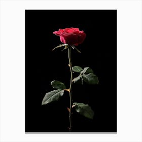 Single Red Rose Isolated On Black Background 2 Canvas Print