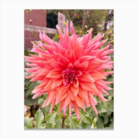 Pink Dahlia Canvas Print