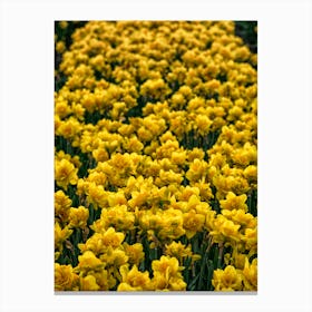 Field of Narcissus Canvas Print