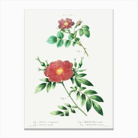 Sweetbriar Rose And Virginia Rose, Pierre Joseph Redoute Canvas Print