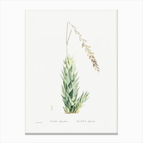 Aloe Fpiralis, Pierre Joseph Redoute Canvas Print