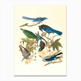 Four Birds On A Branch 1 Canvas Print