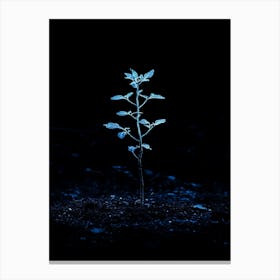 Small Plant In The Dark 4 Canvas Print