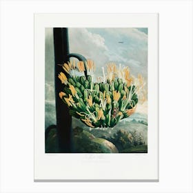 Vintage Botanical Temple Of Flora _2476830 Canvas Print