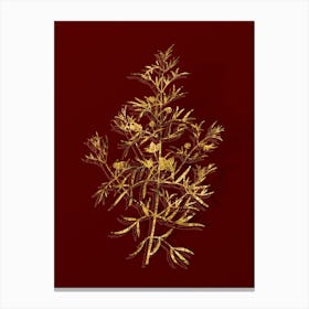 Vintage Boronia Pinnata Botanical in Gold on Red n.0038 Canvas Print