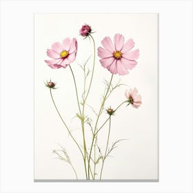 Pressed Flower Botanical Art Cosmos 2 Canvas Print