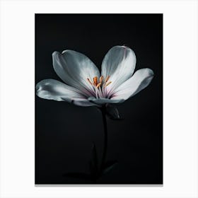 White Flower On Black Background 4 Canvas Print