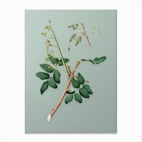 Vintage Pistachio Botanical Art on Mint Green Canvas Print