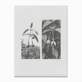 Fuchsia Flower Photo Collage 4 Canvas Print