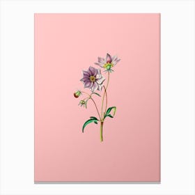 Vintage Dwarf Dahlia Botanical on Soft Pink n.0720 Canvas Print