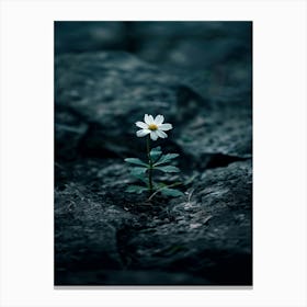 Single Daisy 2 Canvas Print