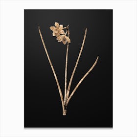 Gold Botanical Narcissus Odorus on Wrought Iron Black Canvas Print