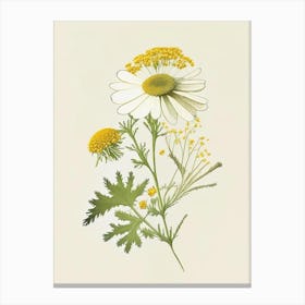 Feverfew Spices And Herbs Retro Drawing 1 Canvas Print